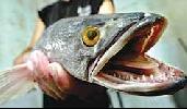 In Defense of the Snakehead