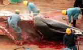 Harpoon the Plans for a Whale Meat Factory
