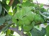 Pictures Needed Of Mutant Crops & Livestock from 2005