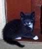 Can you help to save the animals affected by hurricane katrina?