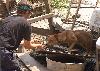 Animal Rescue Shelters: Gonzales, La. and in Hattiesburg, Miss. (Humane Society update)
