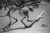 Skeleton of very early ancestor