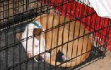 Volunteers required, save pets lives with NOLA Animal charities