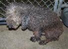 Help For Families Who Are Looking For Katrina Pets