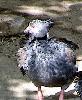    What an Odd Bird that Elie Wiesel Is!