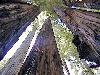  The Ancient Redwoods: Witnesses to a Fading Republic