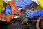 Witness to Scrubbing of Oil-Soaked Birds