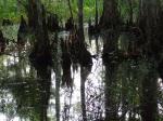 Constitutional Crisis on the Bayou