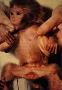 Primate Torture In LA, GA, US, UK, China, Malaysia, Saudi Arabia, Argentina, Netherland