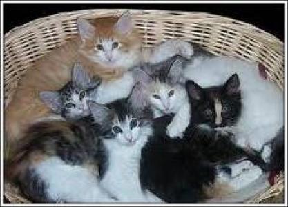 Siamese Kittesn